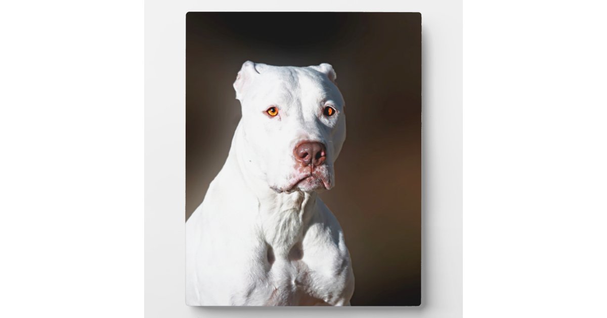 american pitbull terrier white