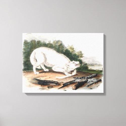 White American Wolf by John James Audubon Canvas Print