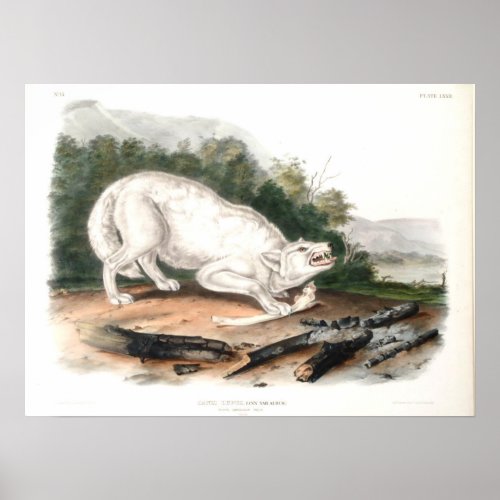 White American Wolf by John James Audubon Poster
