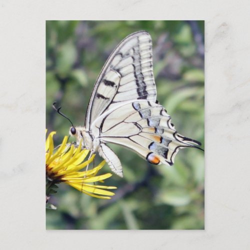 White and Black Butterfly on Yellow Flower Postcard