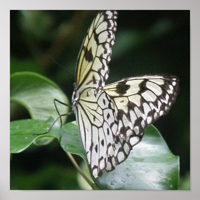 White and Black Butterfly Print (Front)