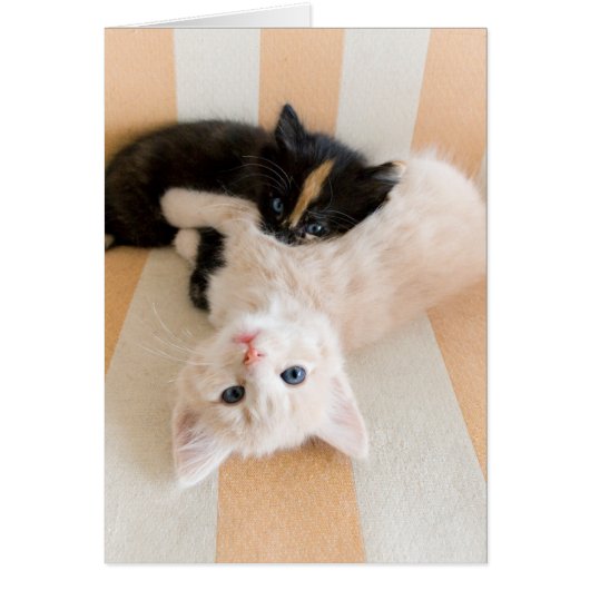White And Black Kittens Cards (Front)