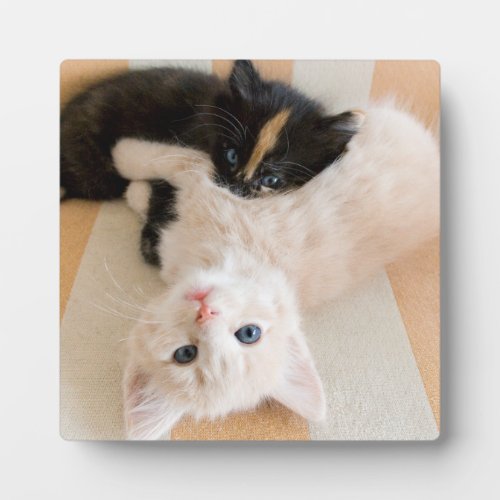 White And Black Kittens Plaque