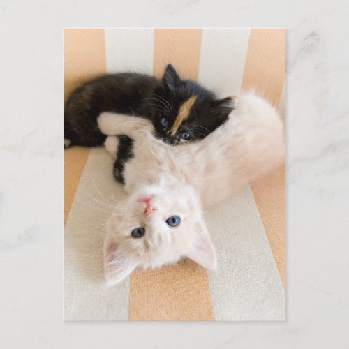White And Black Kittens Postcard