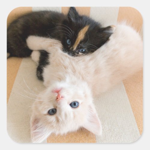 White And Black Kittens Square Sticker