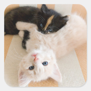 White And Black Kittens Square Sticker