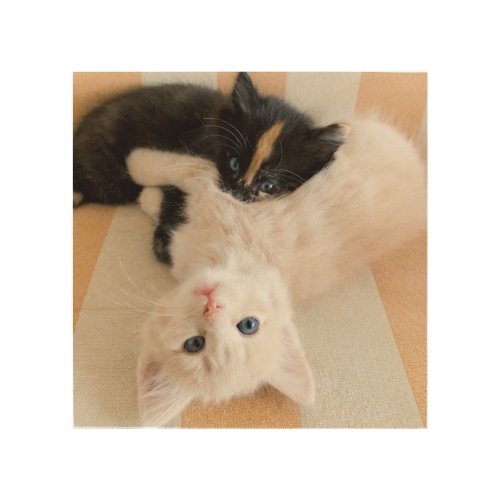 White And Black Kittens Wood Wall Decor