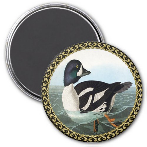 White and Black mallard ducks swimming in water Magnet