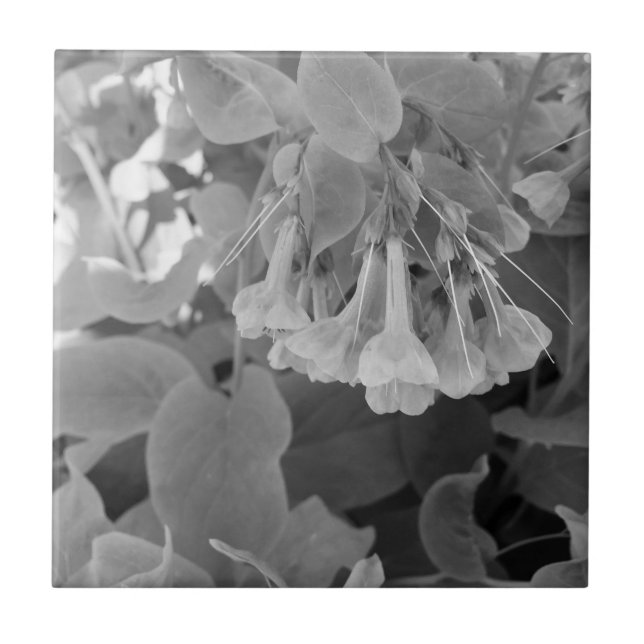 White and black photo of Virginia Blue bells Ceramic Tile (Front)