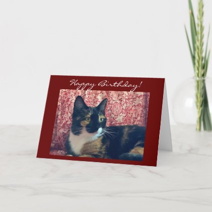 White and Black Tortoiseshell Cat Birthday Card