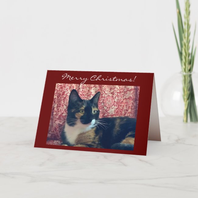White and Black Tortoiseshell Cat Christmas Card