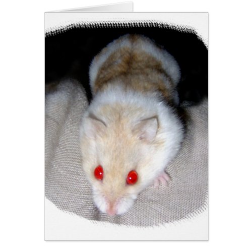 White and blonde albino hamster picture