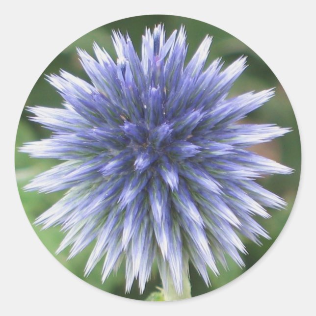 White and Blue Globe Thistle Sticker (Front)