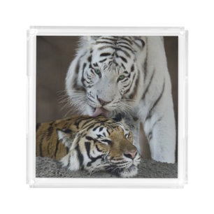 White And Brown Tigers Resting Acrylic Tray