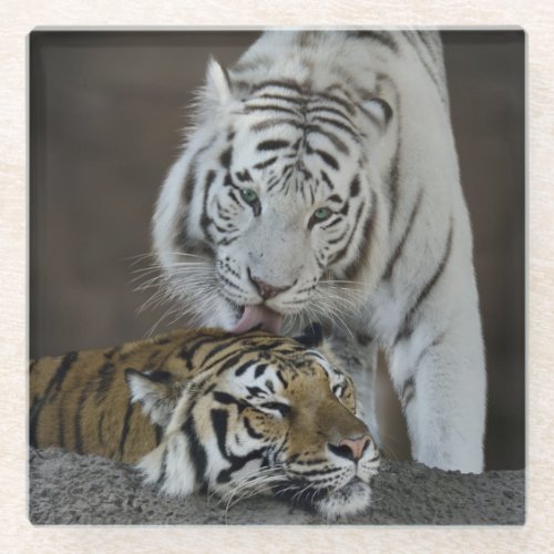White And Brown Tigers Resting Glass Coaster