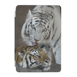 White And Brown Tigers Resting iPad Mini Cover