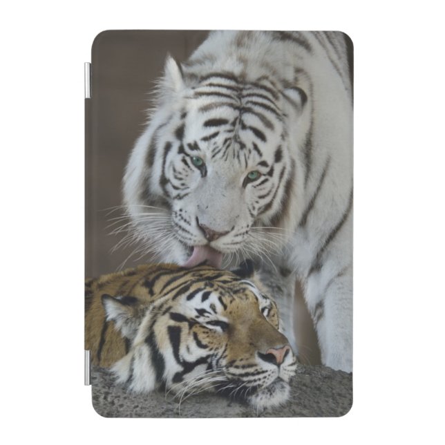 White And Brown Tigers Resting iPad Mini Cover (Front)