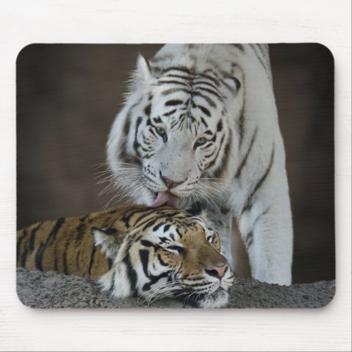 White And Brown Tigers Resting Mouse Pad