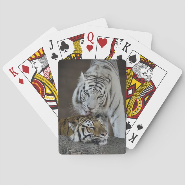 White And Brown Tigers Resting Poker Cards (Back)