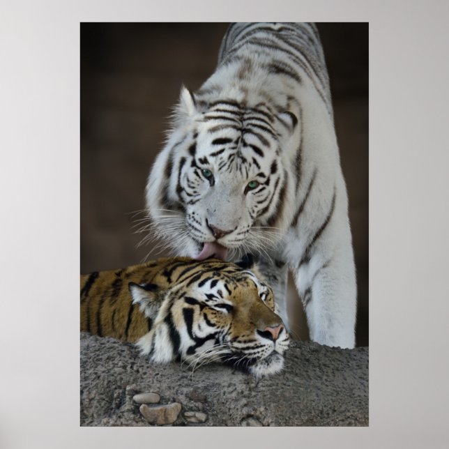 White And Brown Tigers Resting Poster (Front)