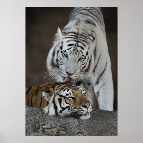 White And Brown Tigers Resting Poster