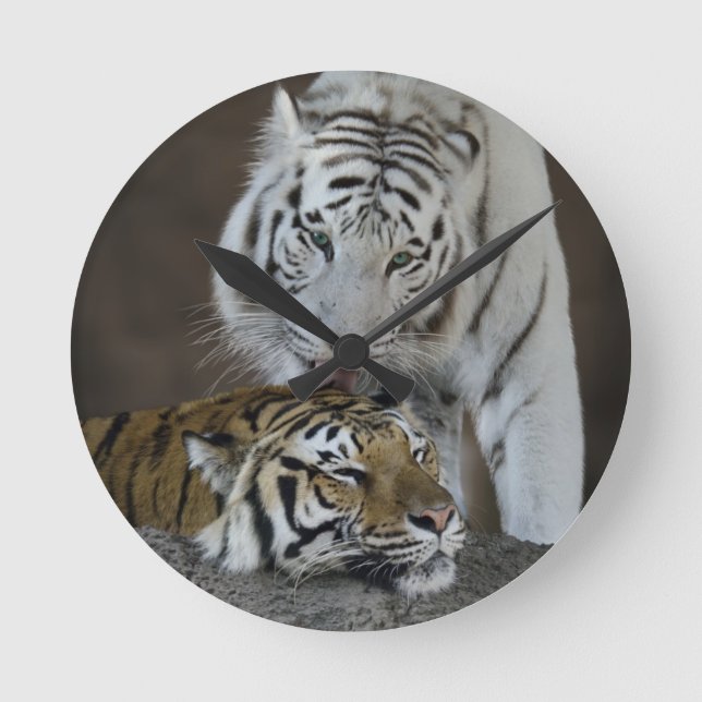 White And Brown Tigers Resting Round Clock (Front)