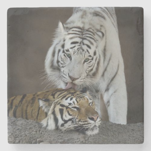 White And Brown Tigers Resting Stone Coaster