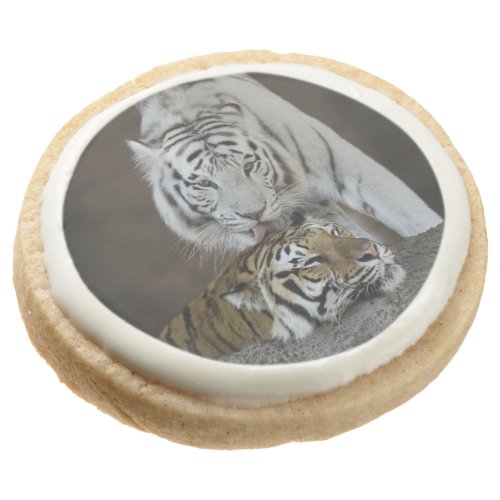 White And Brown Tigers Resting Sugar Cookie