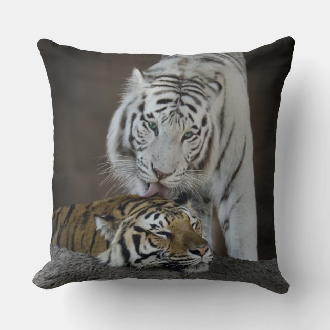 White And Brown Tigers Resting Throw Pillow (Front)