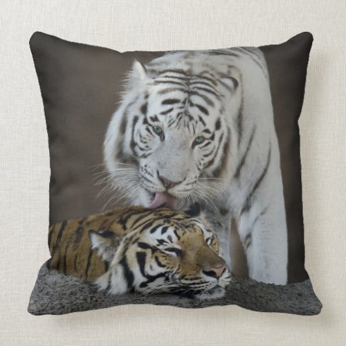 White And Brown Tigers Resting Throw Pillow