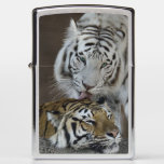 White And Brown Tigers Resting Zippo Lighter at Zazzle