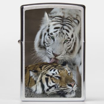 White And Brown Tigers Resting Zippo Lighter by wildlifecollection at Zazzle
