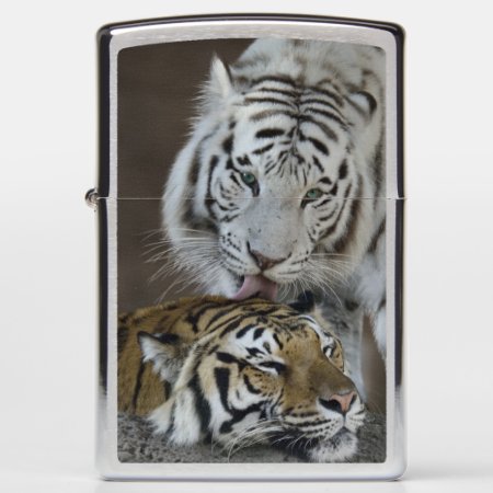 White And Brown Tigers Resting Zippo Lighter
