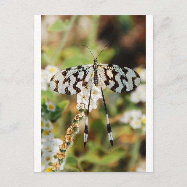 White and Chocolate Brown Fantail Butterfly Postcard (Front)