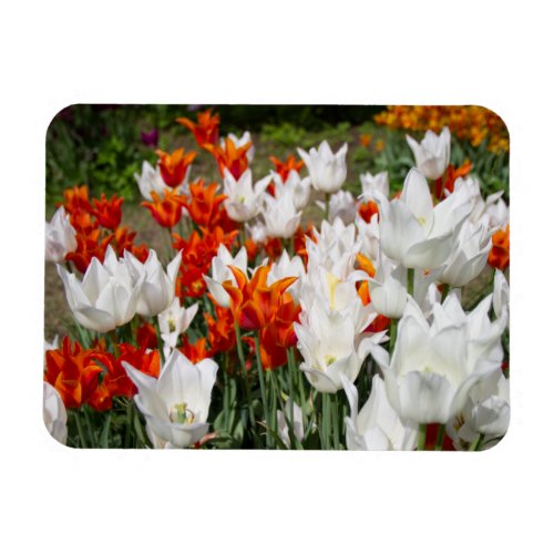 White and ginger tulips in the garden magnet