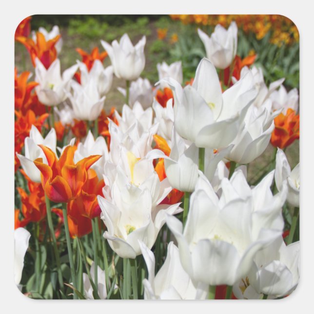 White and ginger tulips in the garden   square sticker (Front)