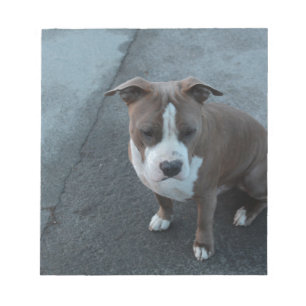 White and Gray Pitbull on concrete Notepad