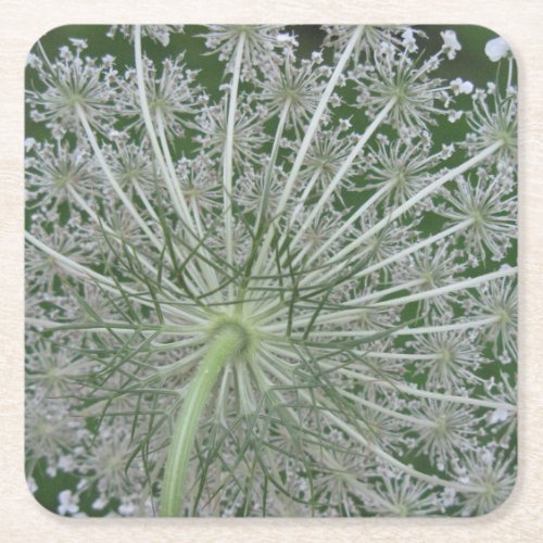 White and Green Queen Annes Lace Flower Square Paper Coaster