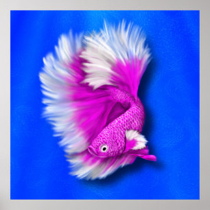White and Hot Pink Betta Fish Poster
