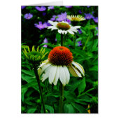 White and Orange ConeFlowers (Front)