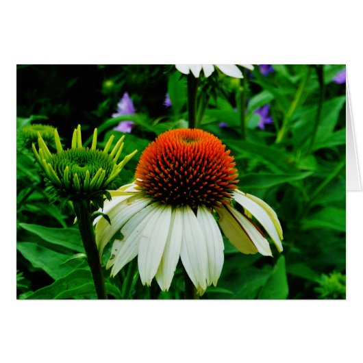 White and Orange ConeFlowers (Front Horizontal)
