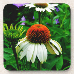 White and Orange ConeFlowers Drink Coaster