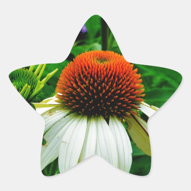 White and Orange ConeFlowers Star Sticker (Front)
