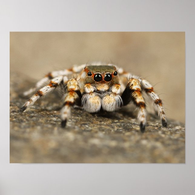 White and Orange Jumping Spider Poster (Front)