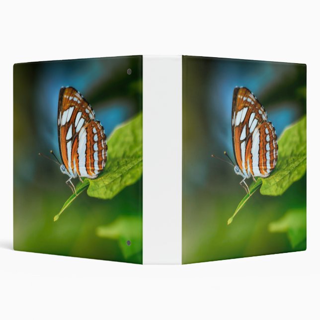 White and Orange Striped Butterfly 3 Ring Binder (Background)