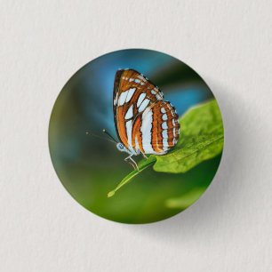 White and Orange Striped Butterfly Button