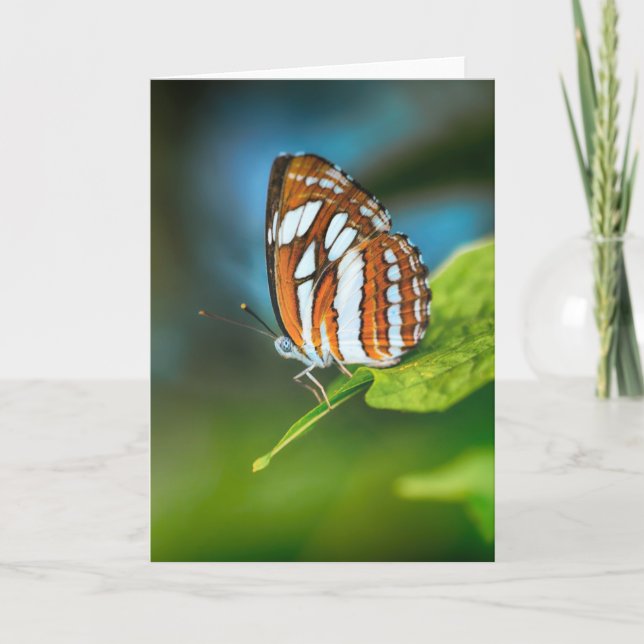 White and Orange Striped Butterfly Card (Front)