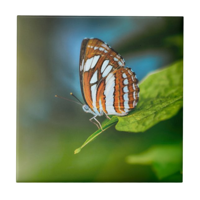 White and Orange Striped Butterfly Ceramic Tile (Front)