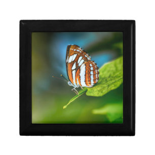 White and Orange Striped Butterfly Gift Box