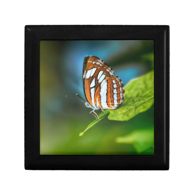 White and Orange Striped Butterfly Gift Box (Front)